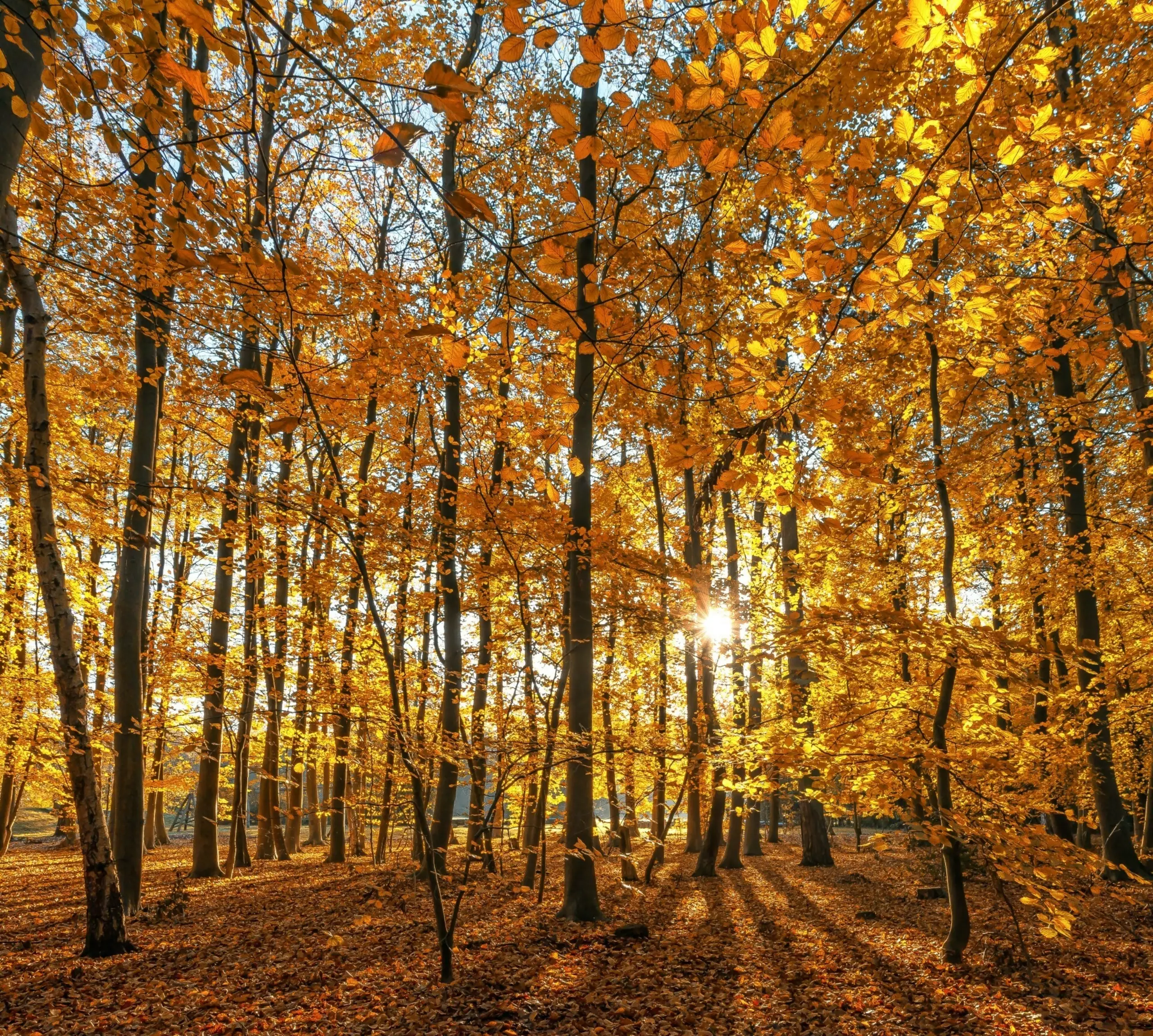 Herfst, mooie kleuren in het bos