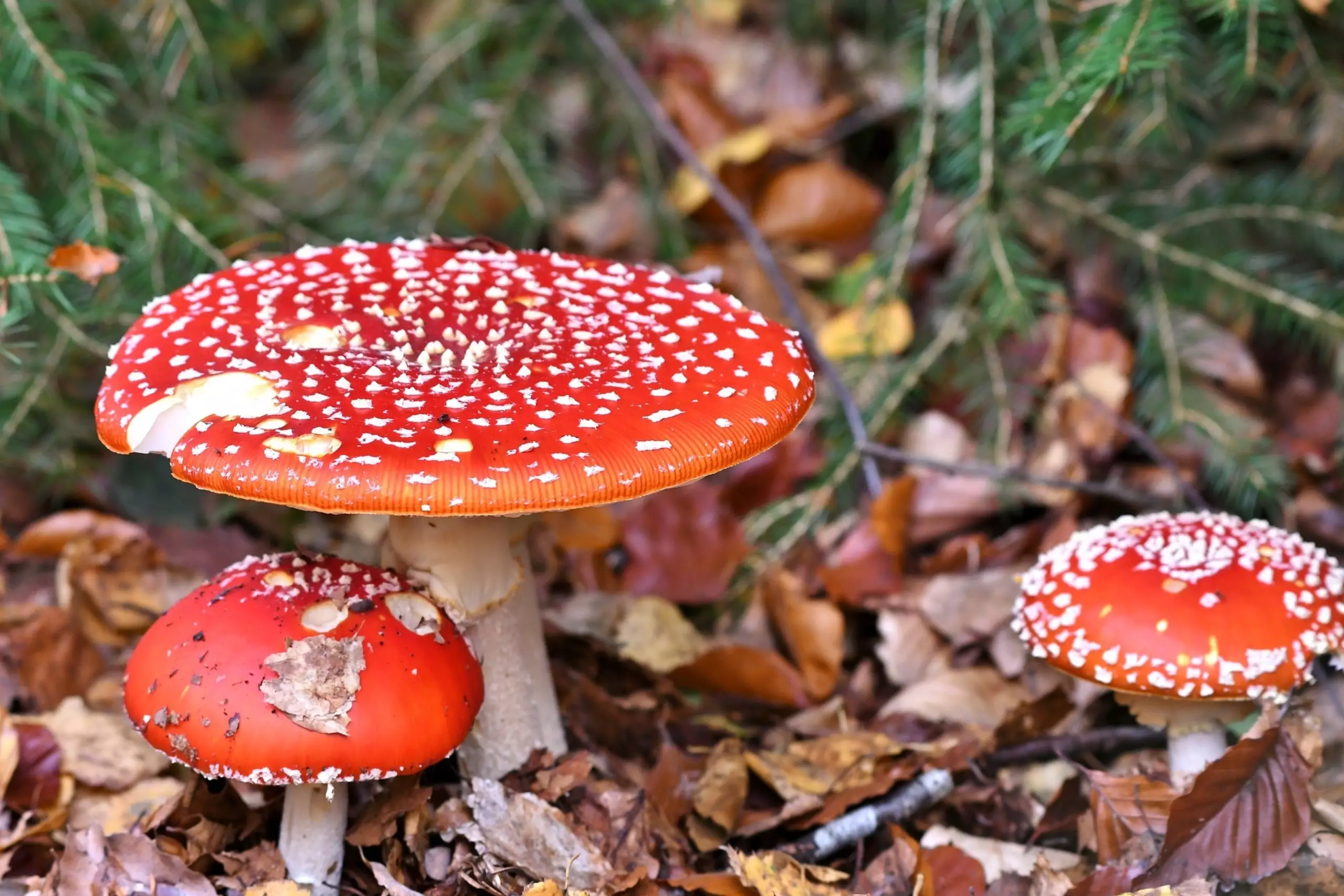 Paddenstoelen in het bos