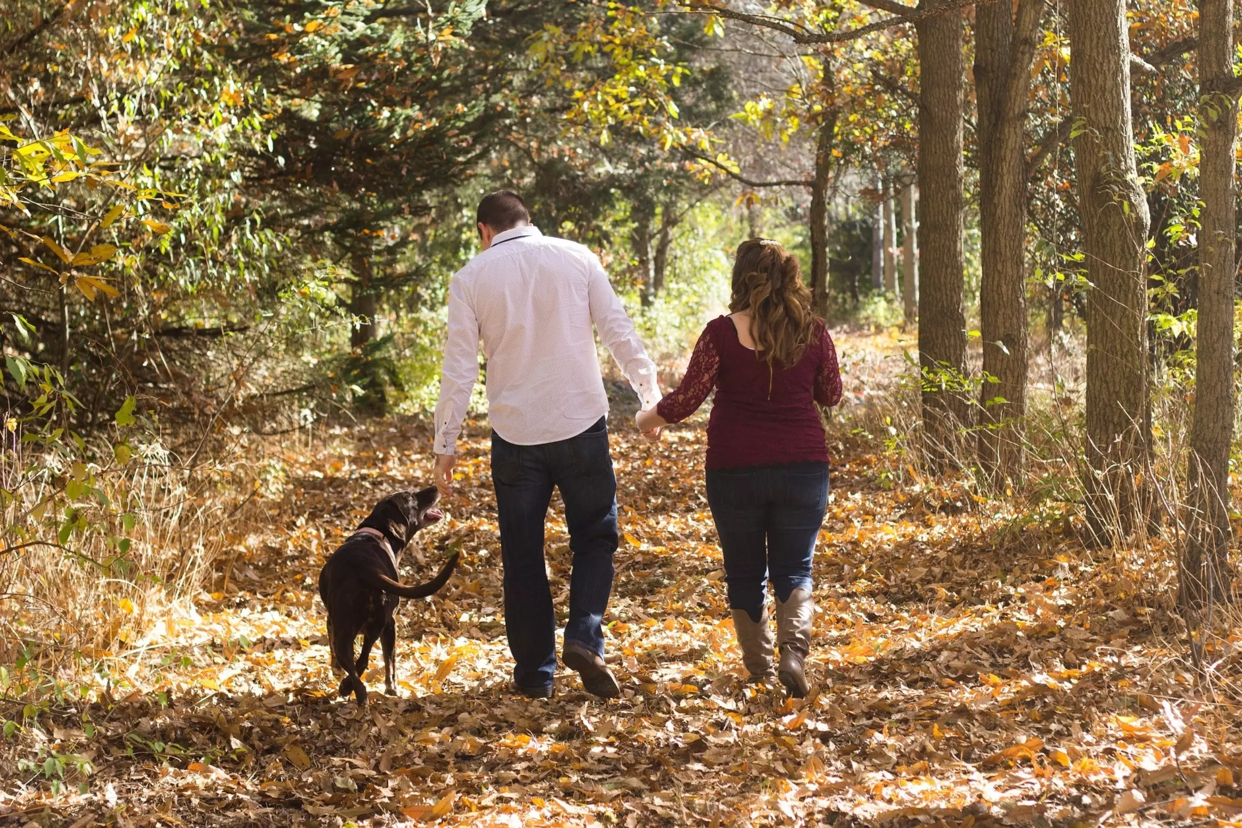 Wandelen in het bos met de hond
