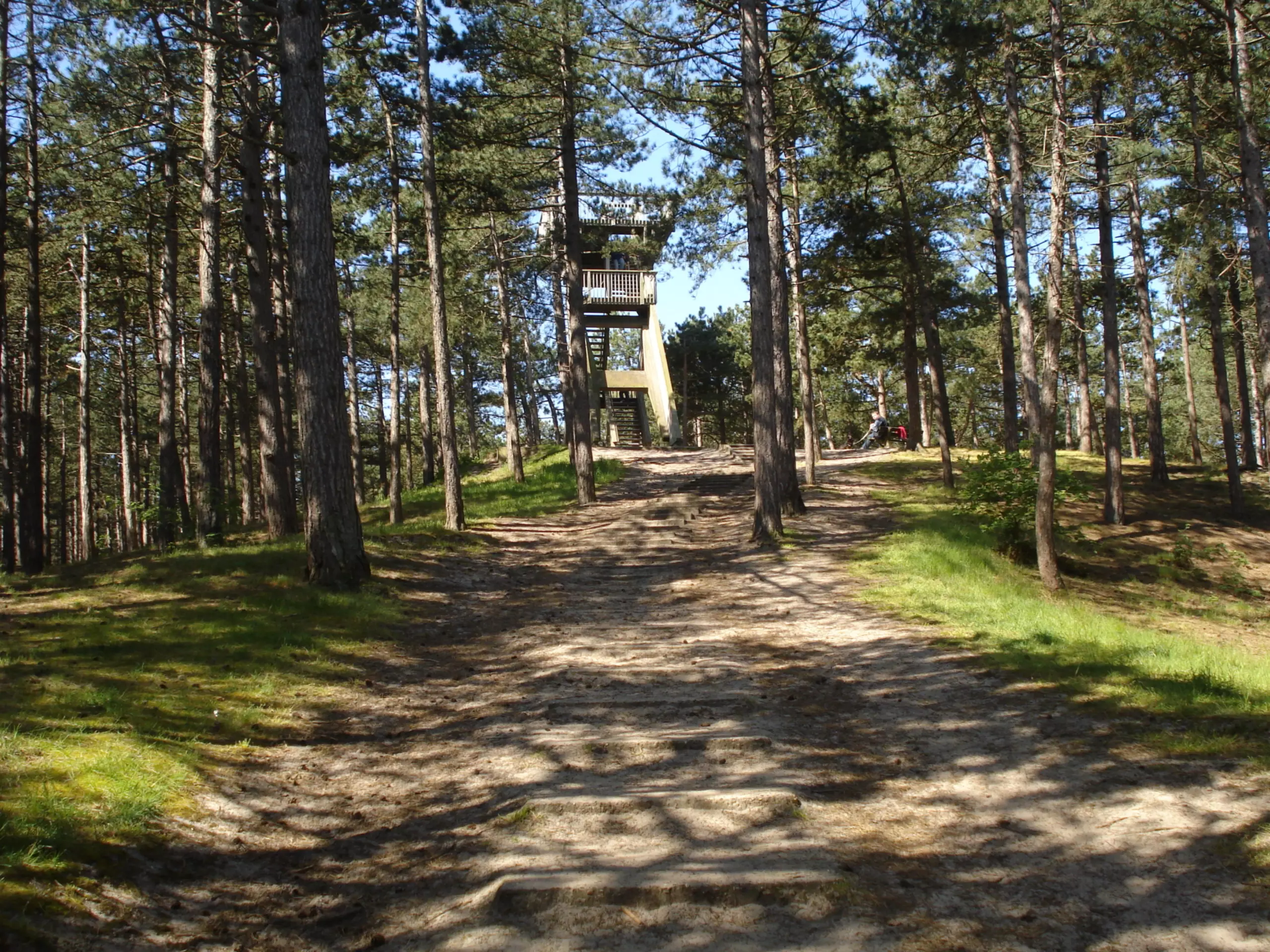 Dennenbos Fonteinsnol