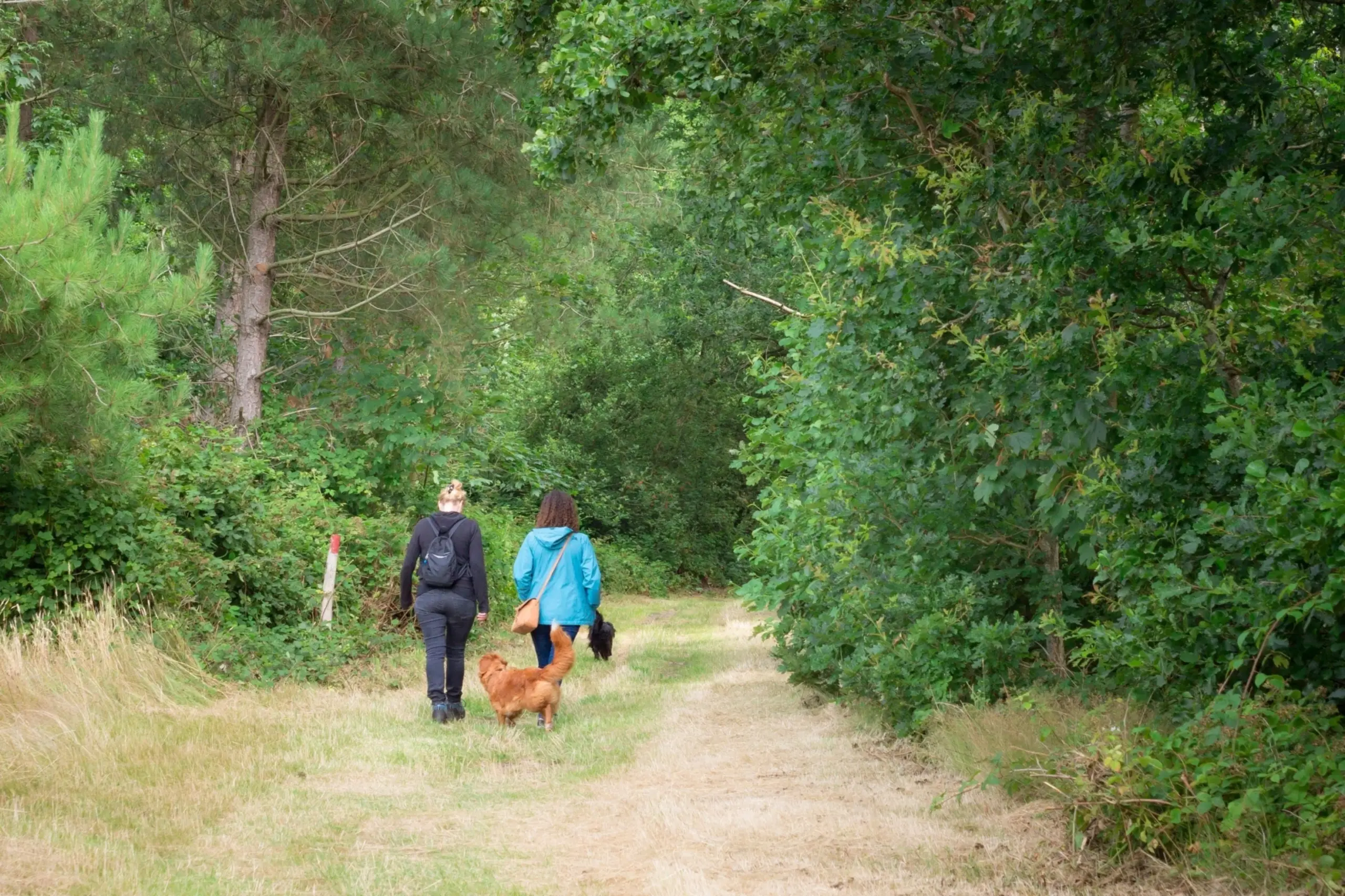Wandelen in het Krimbos