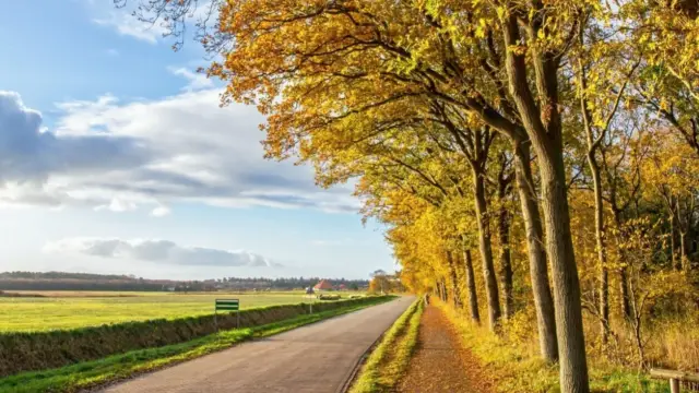 Herfstbos langs de weg bij De Koog VVV Texel fotograaf Justin Sinner