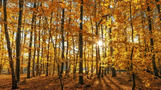 Herfst, mooie kleuren in het bos