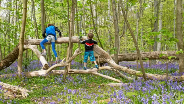 Kinderen spelen in het bos De Dennen