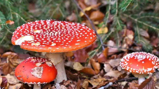 Paddenstoelen in het bos