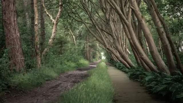 Bomen in het bos VVV Texel fotograaf Donald Maaswinkel