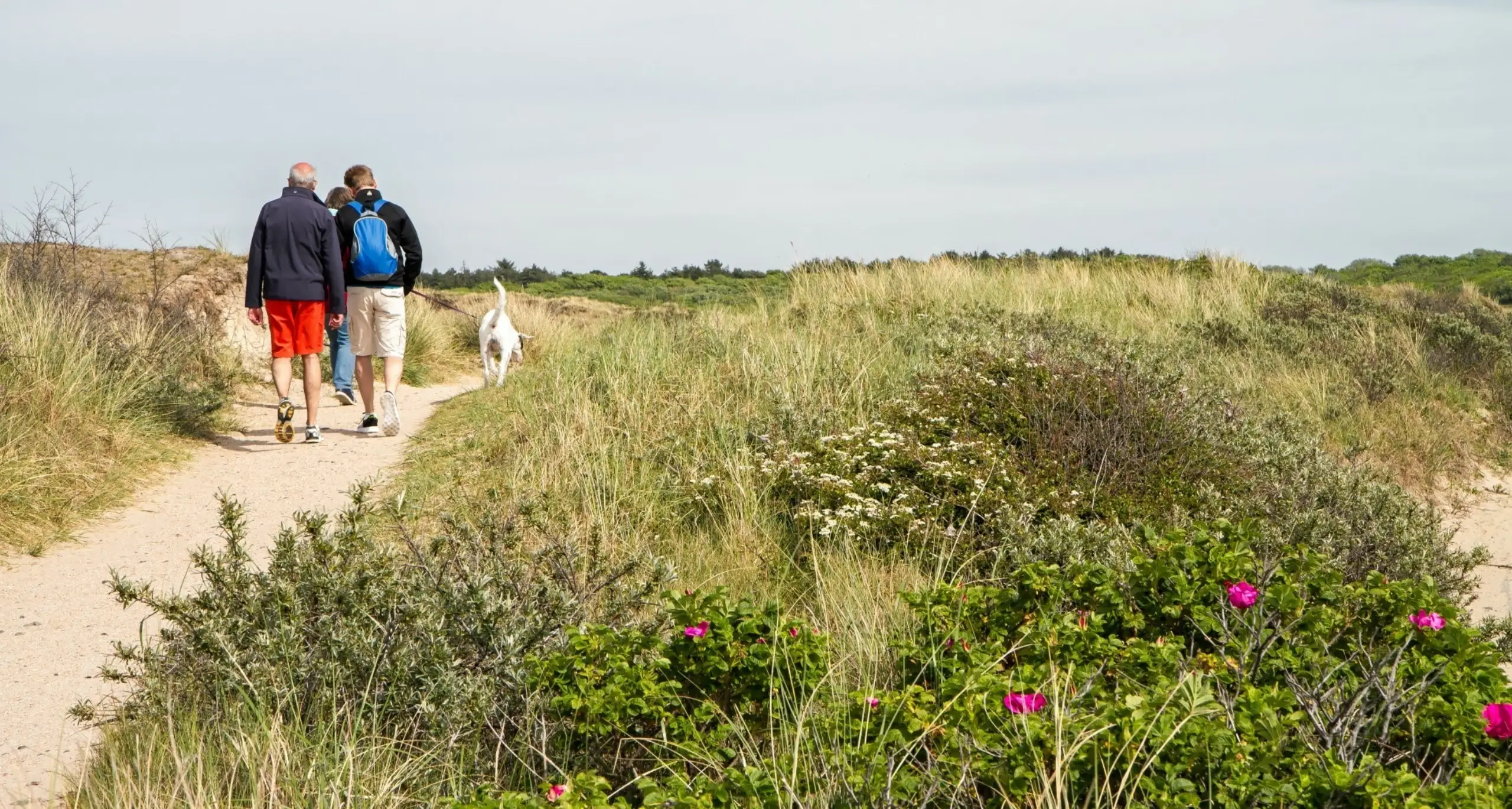 Wandelen in de duinen met hond