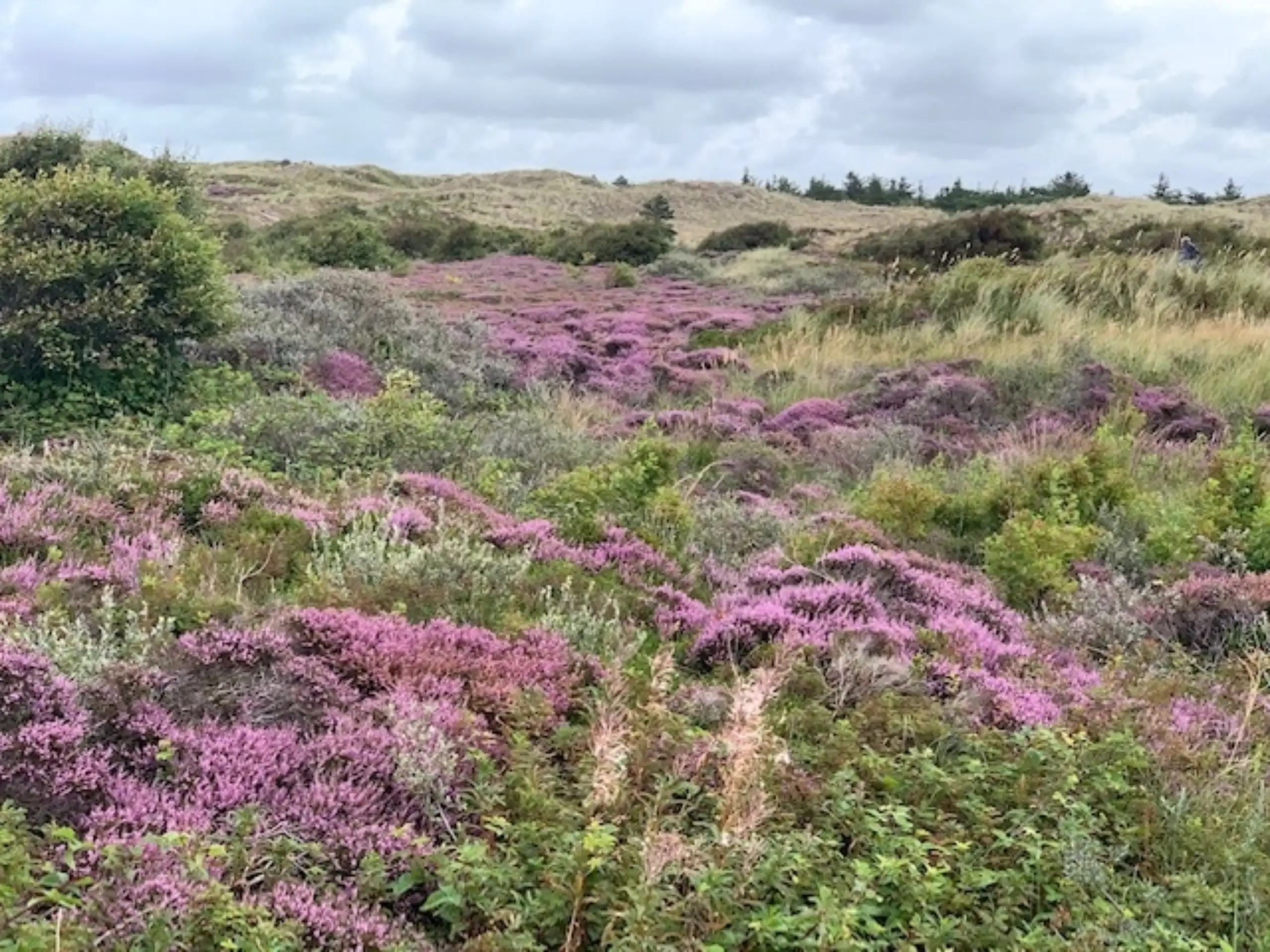 Heide in de duinen bij Paal 17