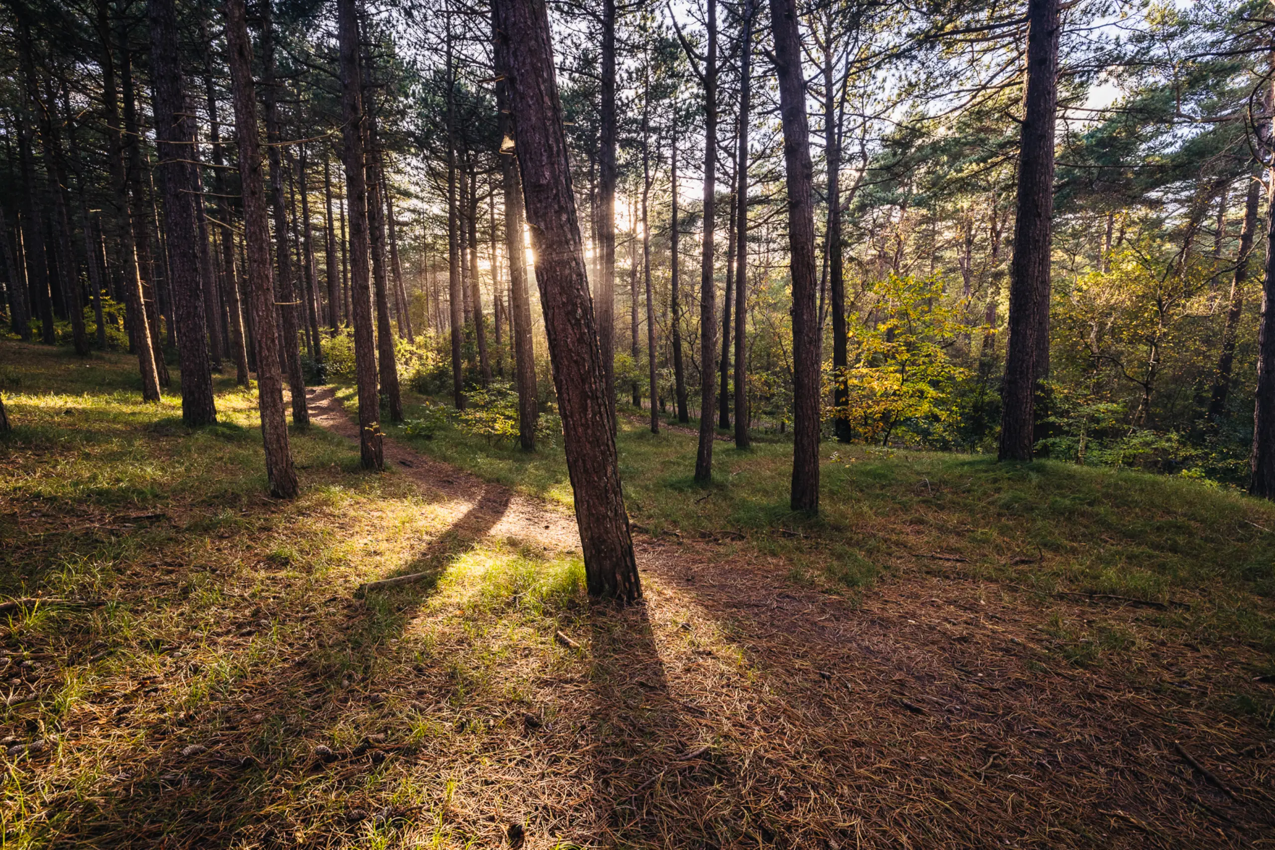 Wald De Dennen