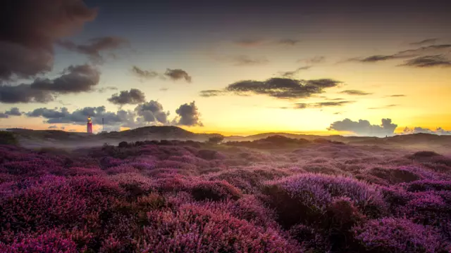 Paarse heide zonsondergang VVV Texel Rob Sprenger