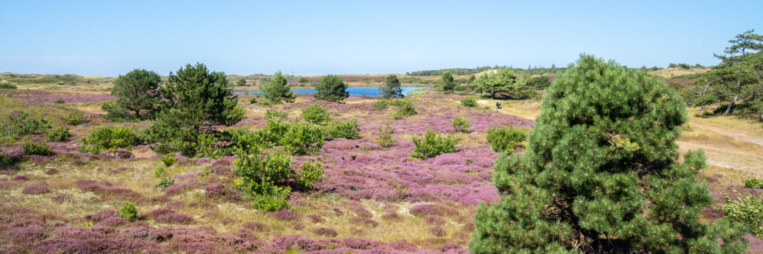 Heide in de Bleekersvalei