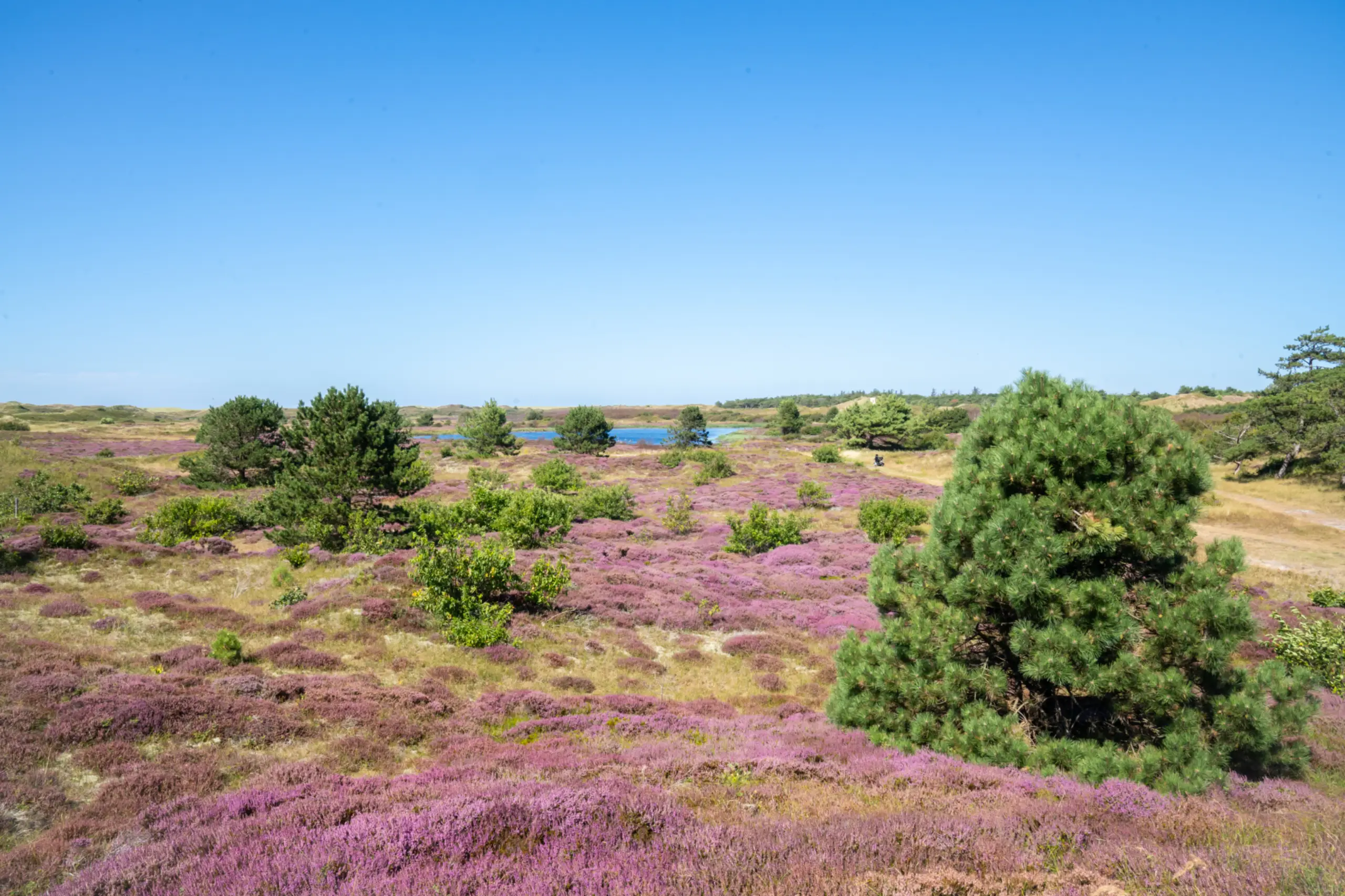 Heide in de Bleekersvalei