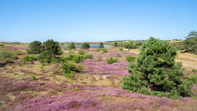 Heide in de Bleekersvalei
