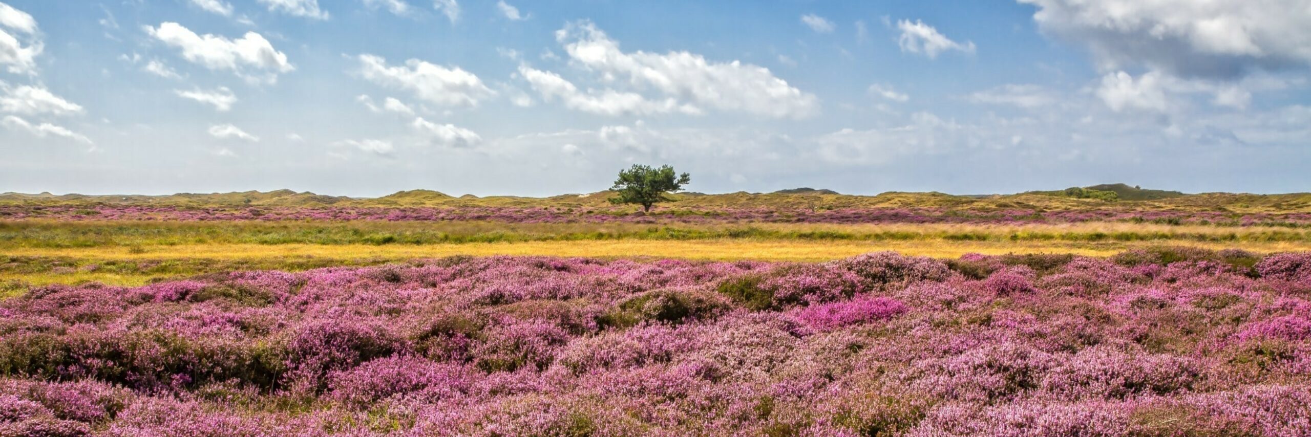 Paarse heide in de Bollekamer