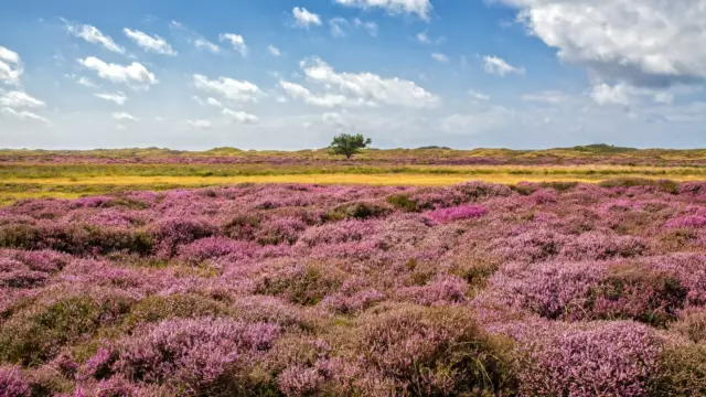 Paarse heide in de Bollekamer