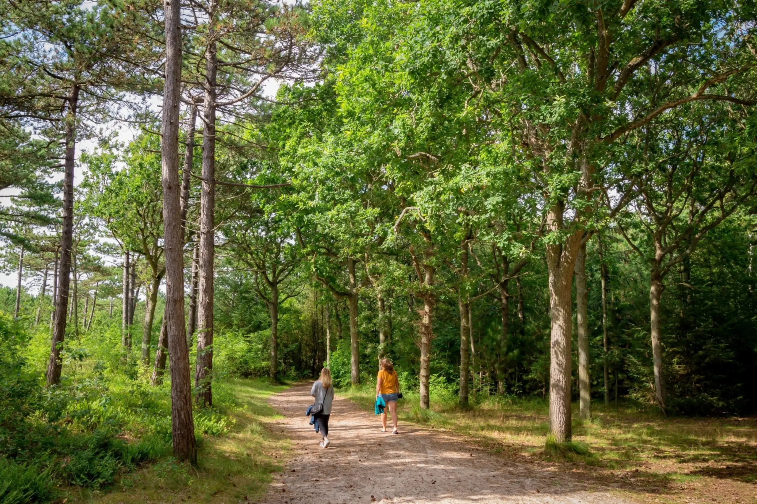 Wandelpad in De Dennen
