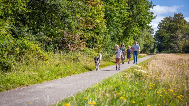 Wandelen met de hond in het bos