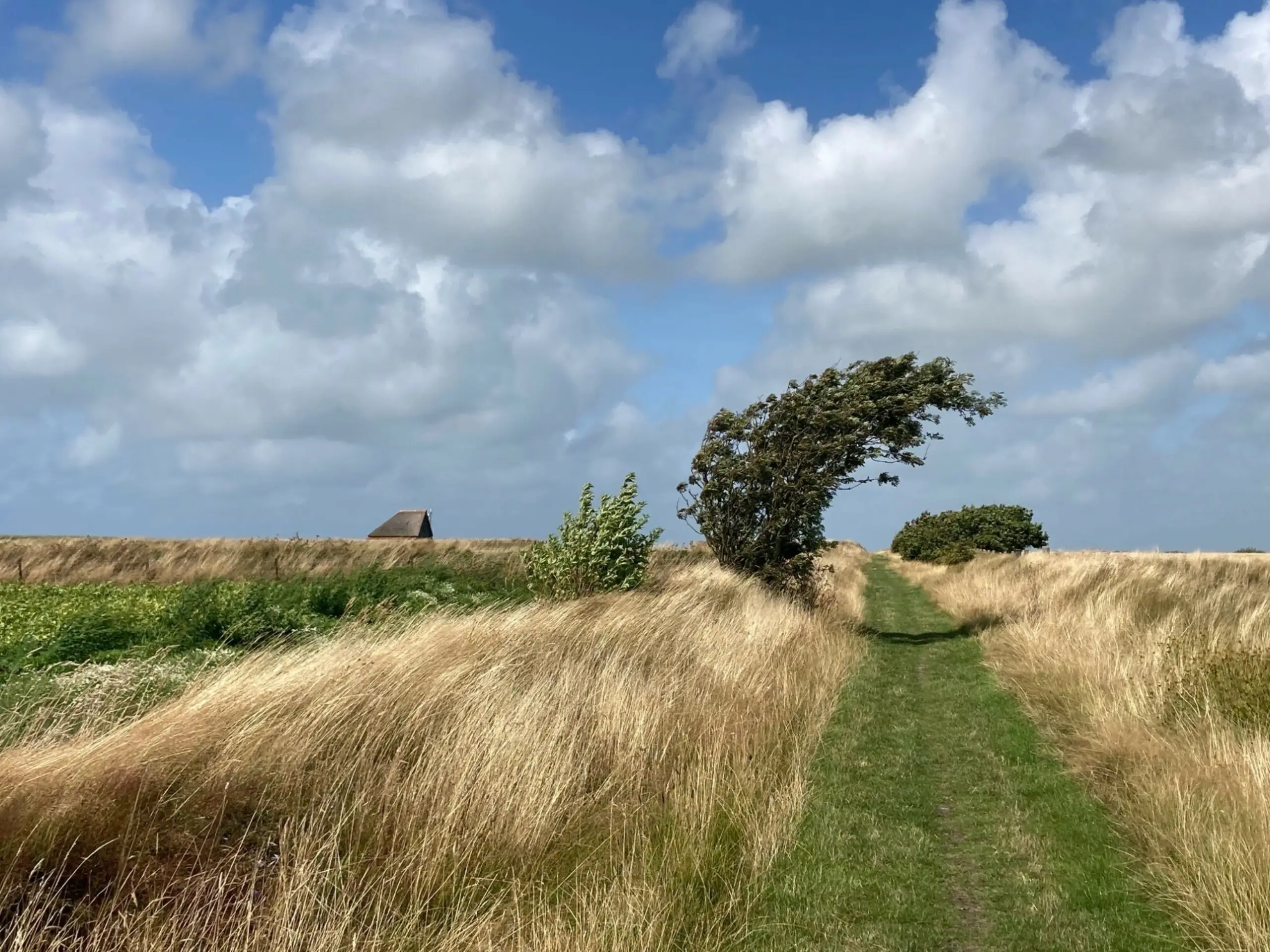 Tussen de tuunwallen op De Hoge Berg