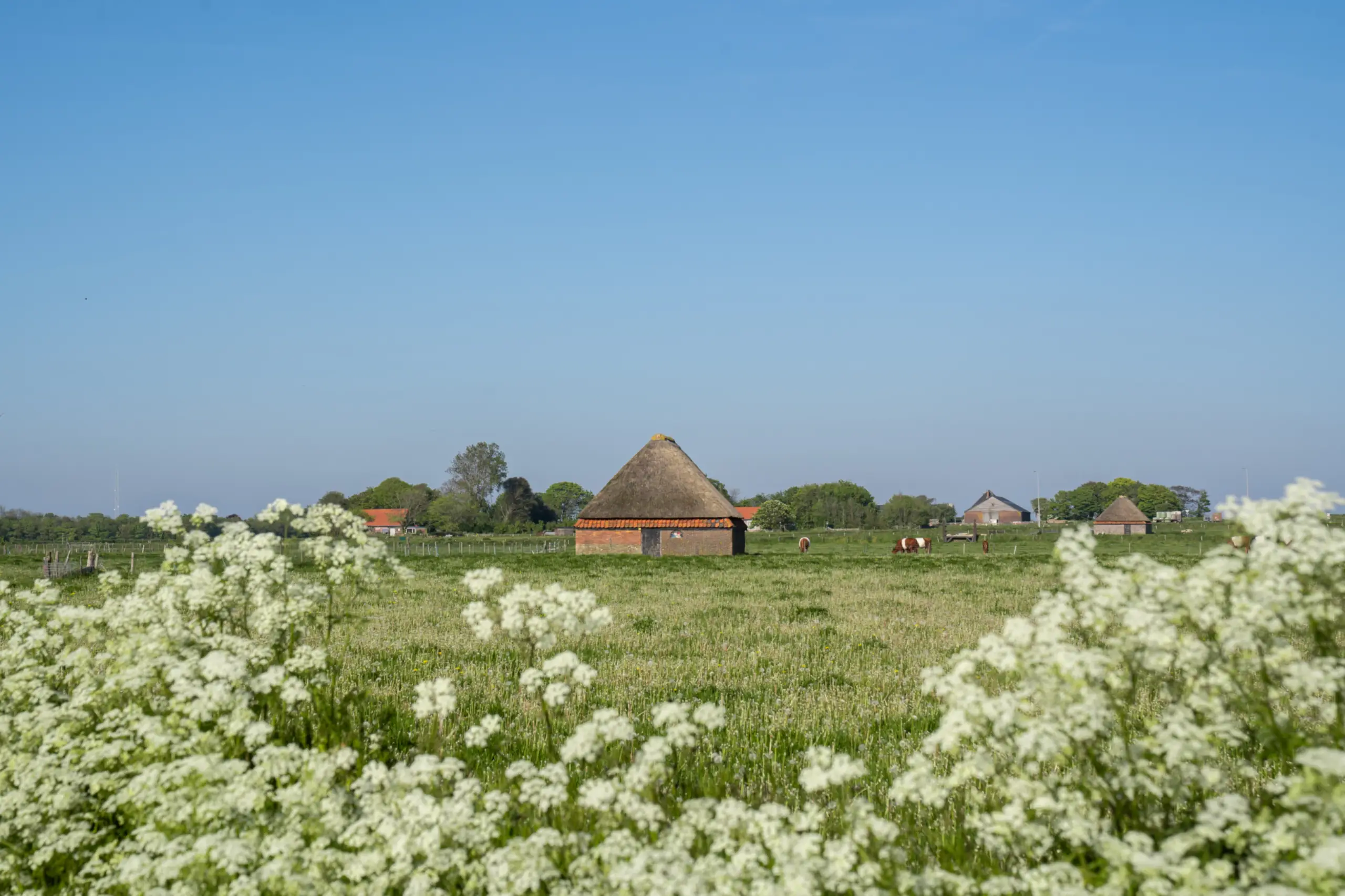 Schapenboet in het voorjaar