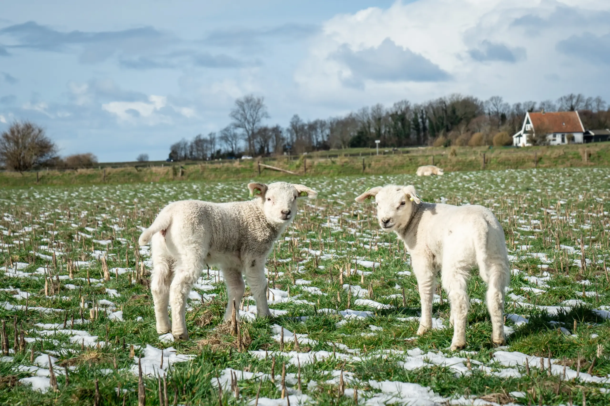 Lammetjes in de sneeuw