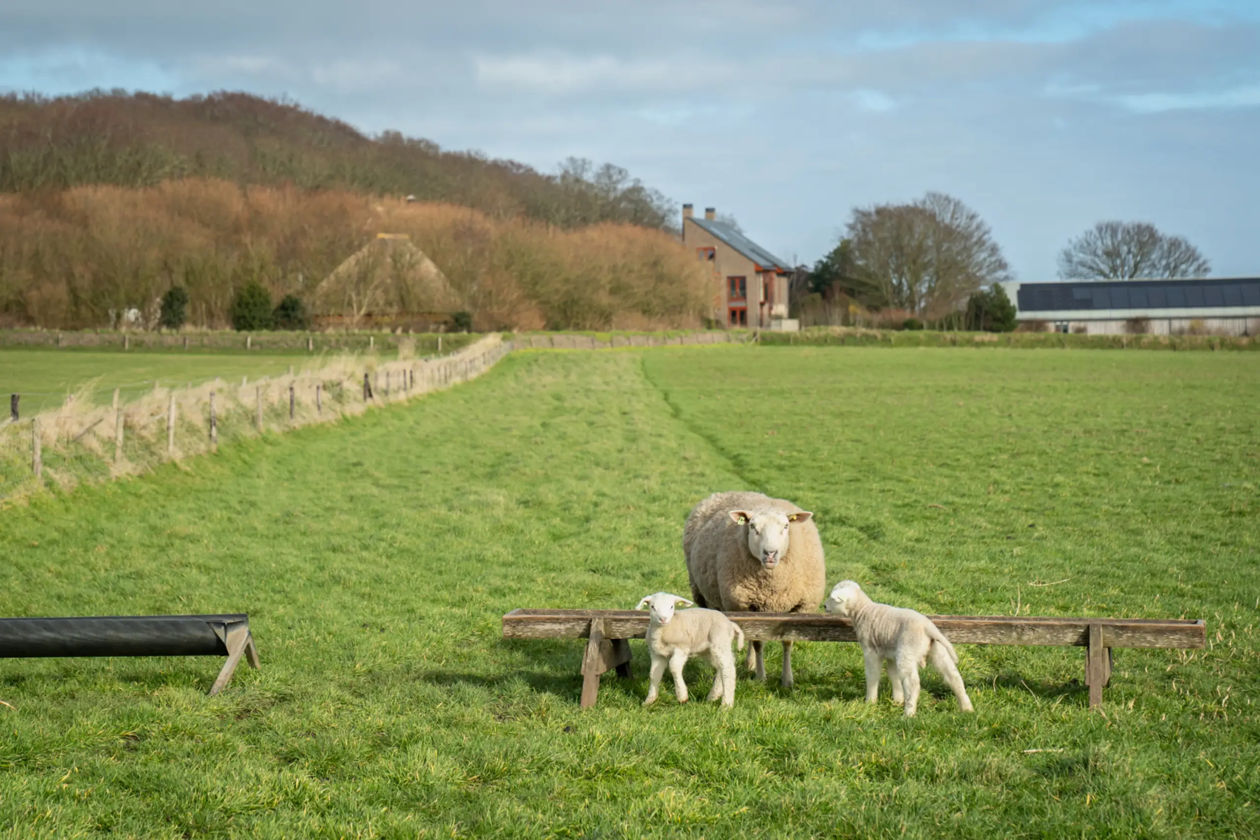 Lammetjes bij het Bossie