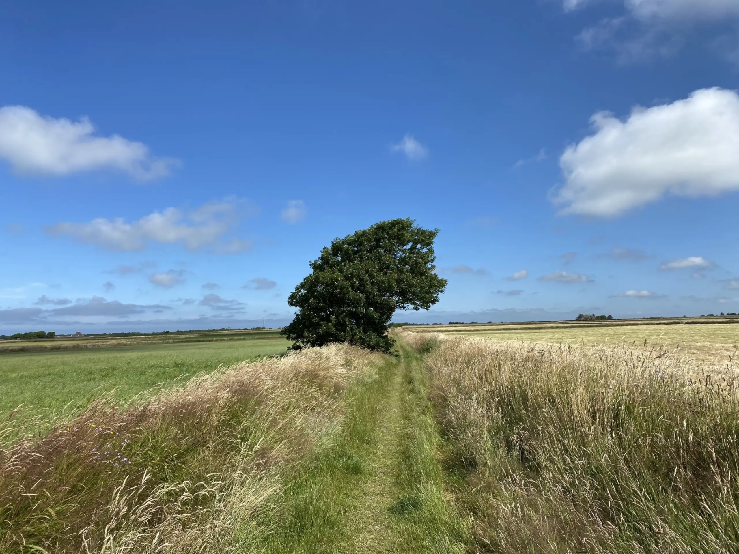 Wandelpad met tuunwallen op De Hoge Berg