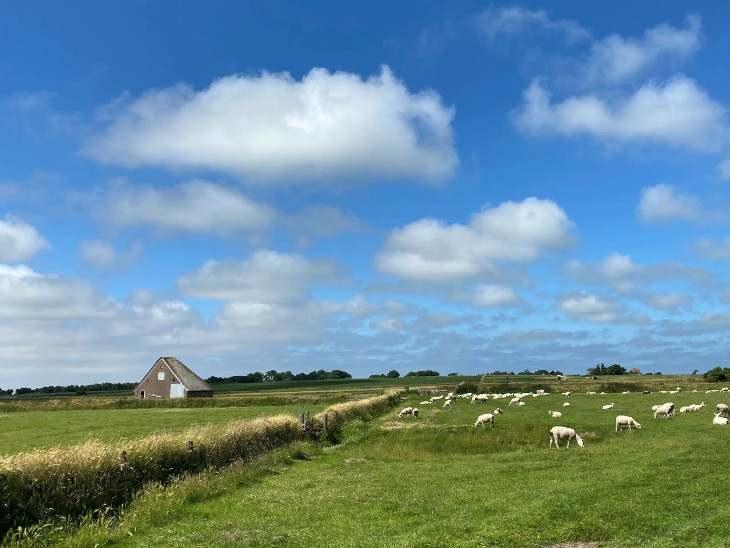 Tuunwallen en een schapenboet op de Hoge Berg