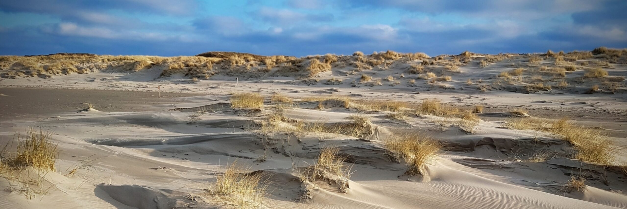 Duinen