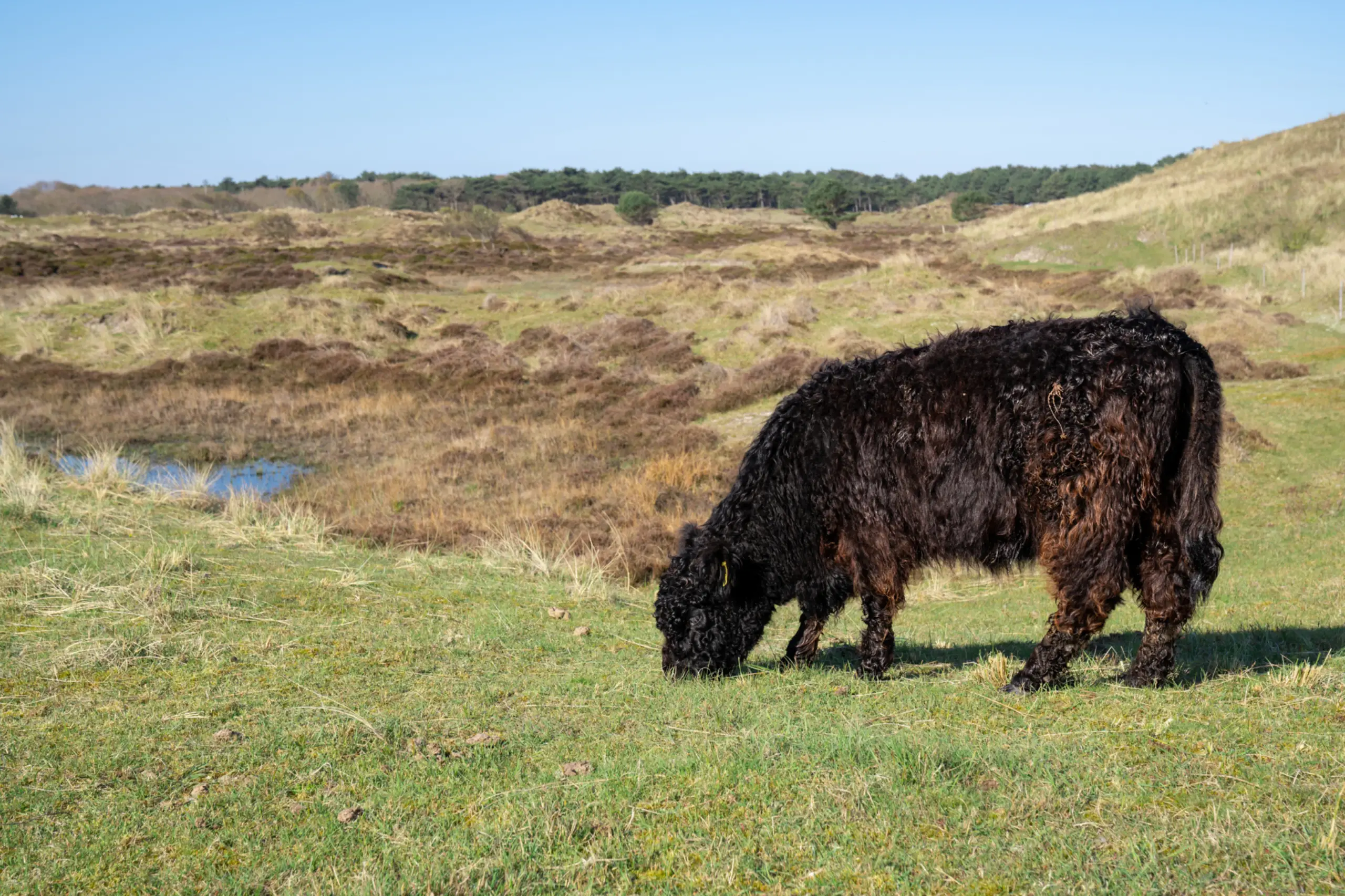 Galloway in De Muy