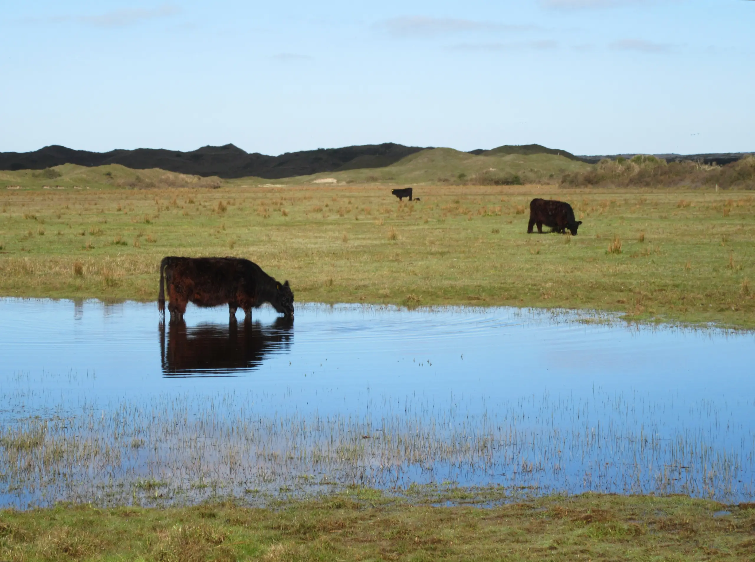 Galloway-runderen in De Nederlanden