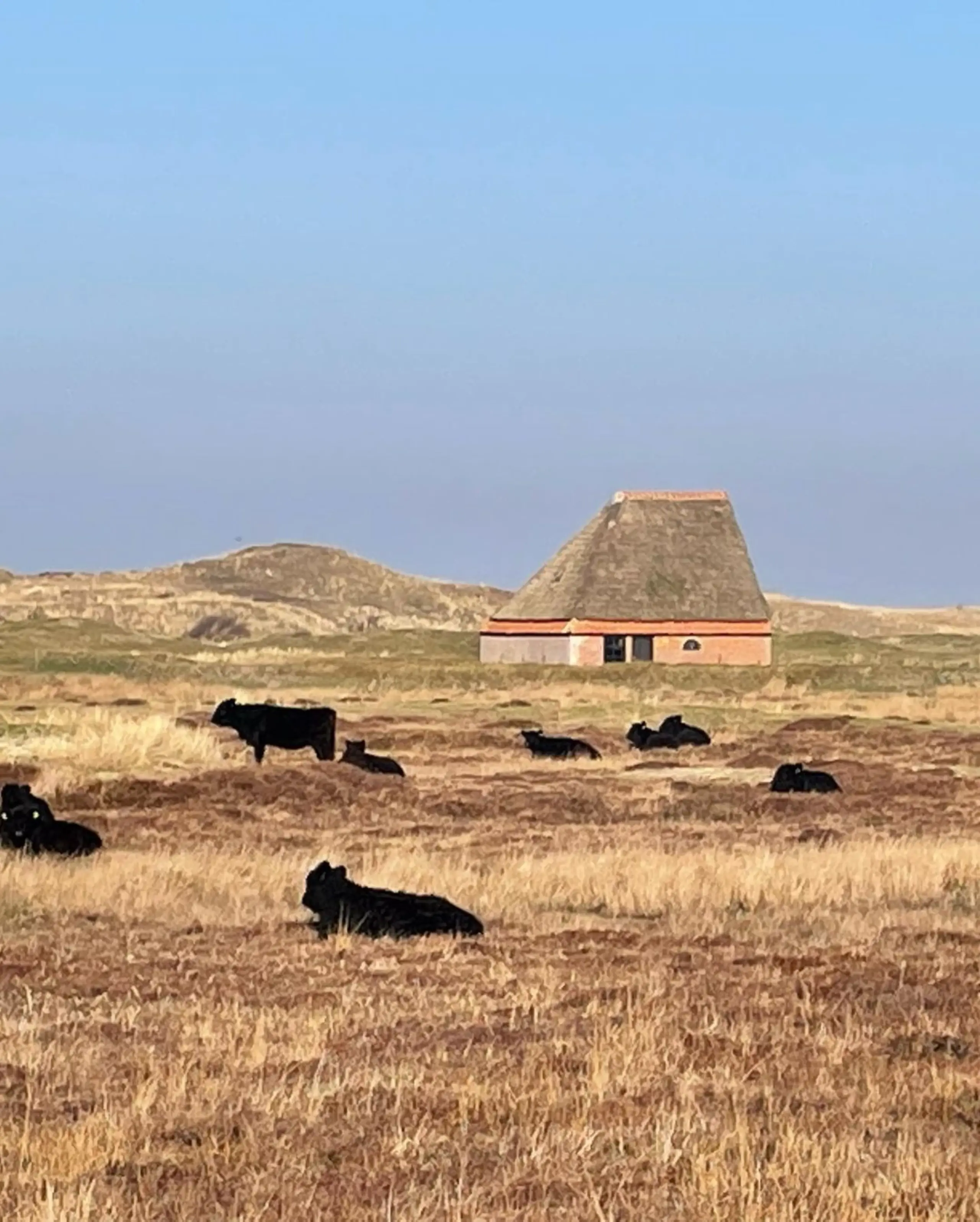 Boet van Hopman en Galloway-runderen