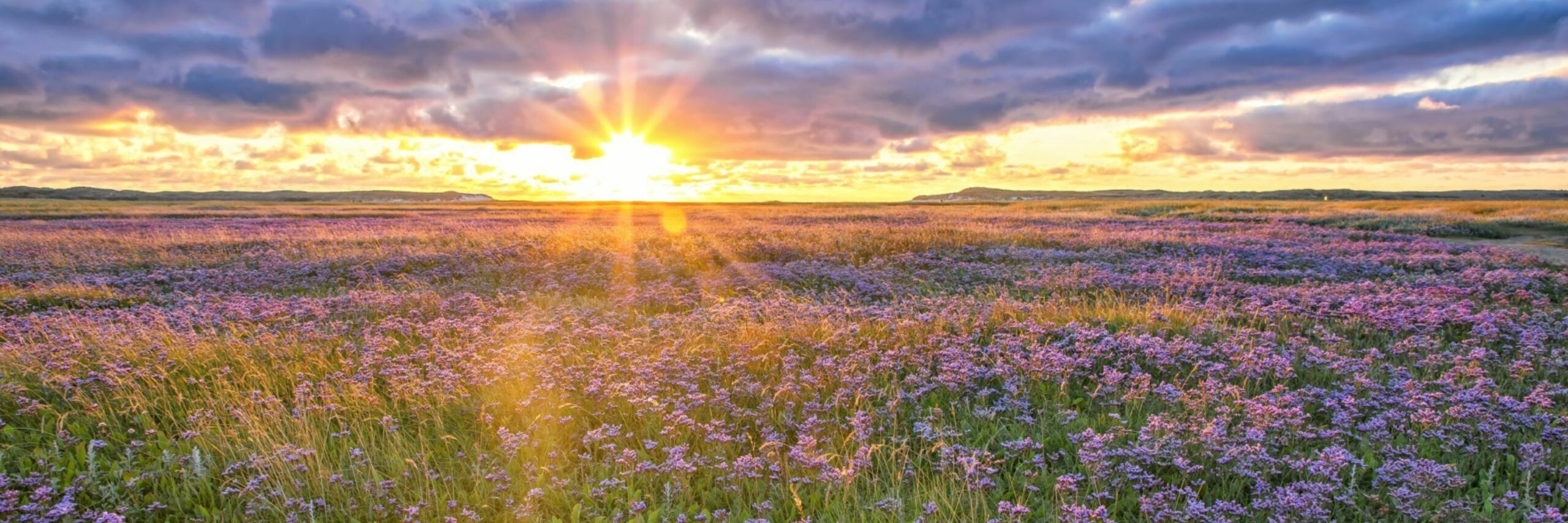 Lamsoor in De Slufter met zonsondergang