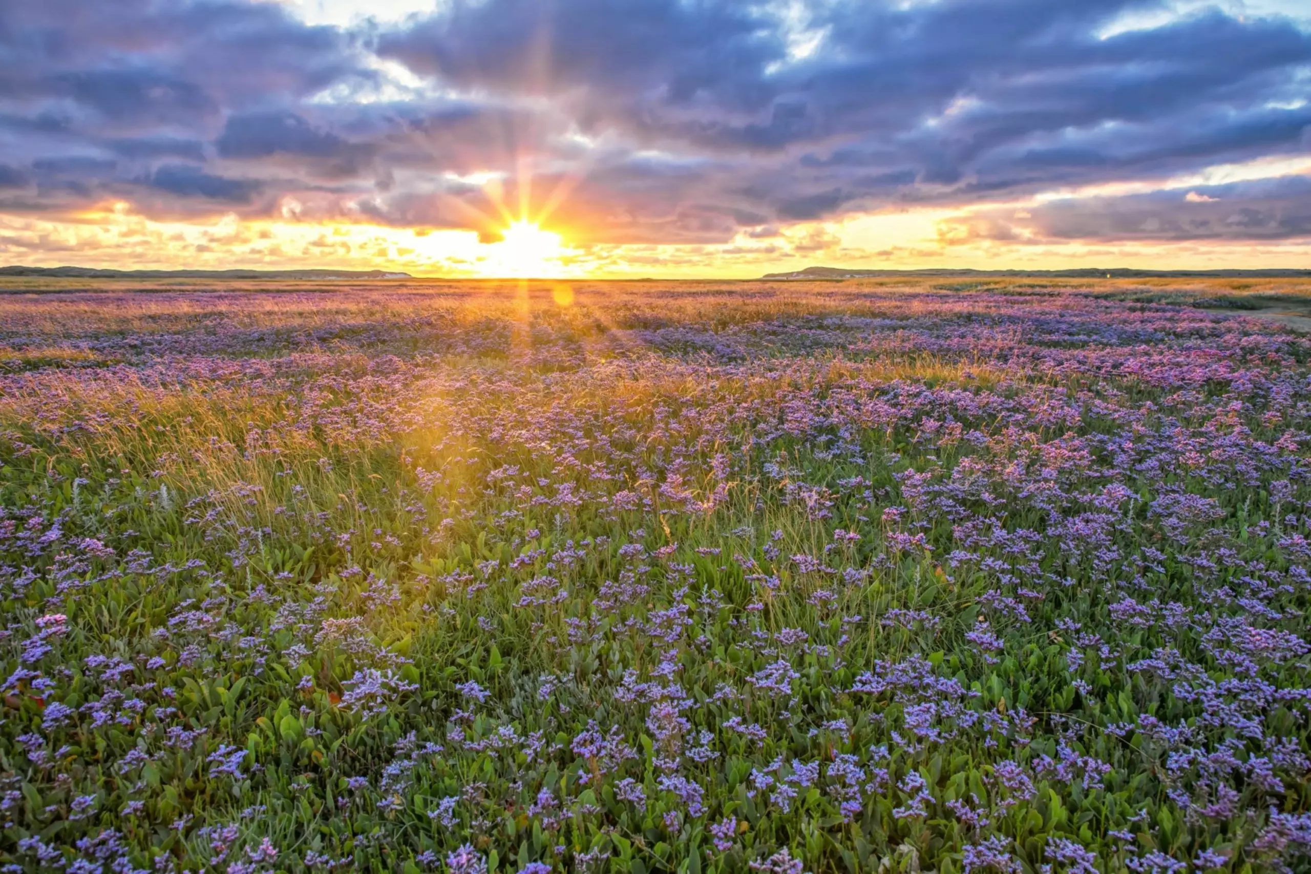 Seelavendel im Slufter bei Sonnenuntergang