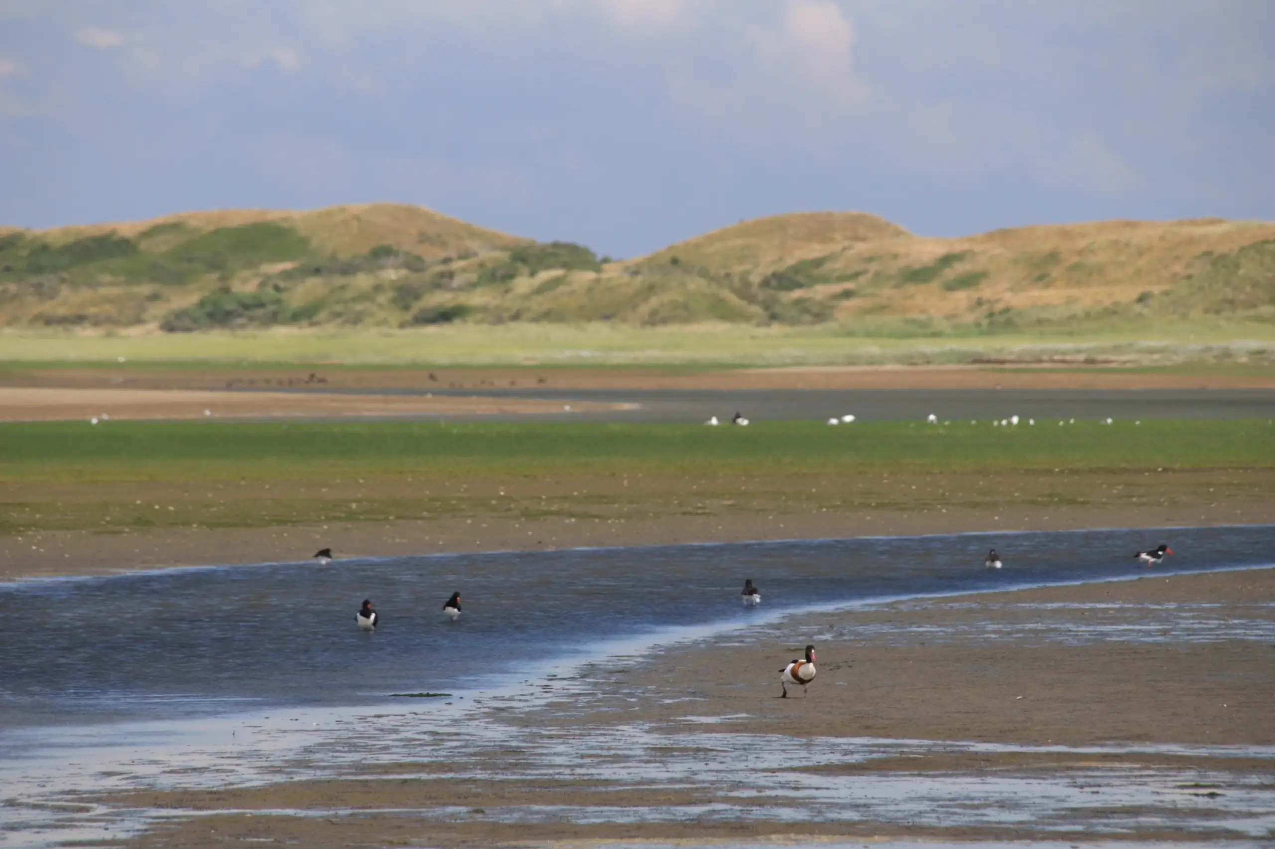 Vogels in de Slufter