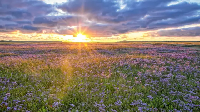 Sea lavender in De Slufter with sunset