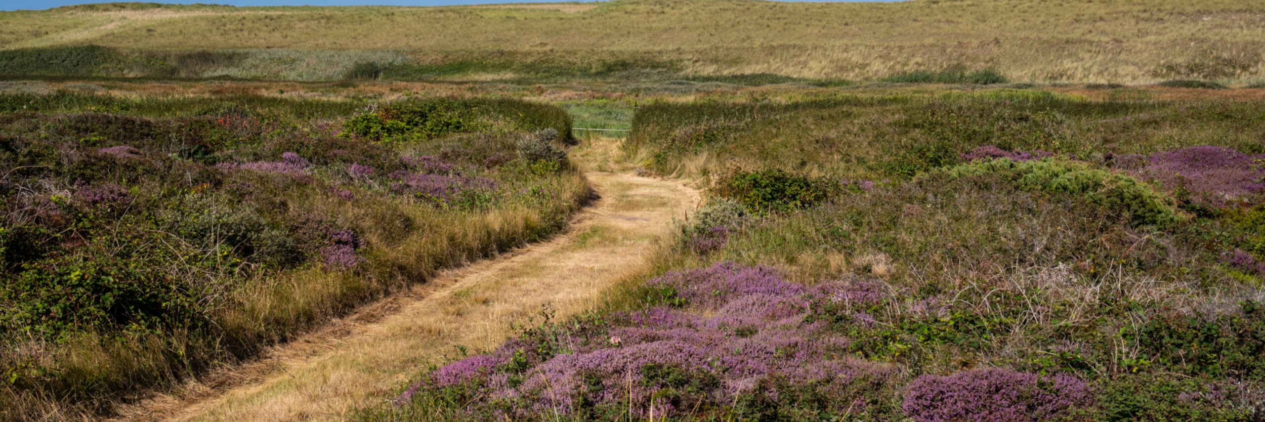 Westerduinen groene pad