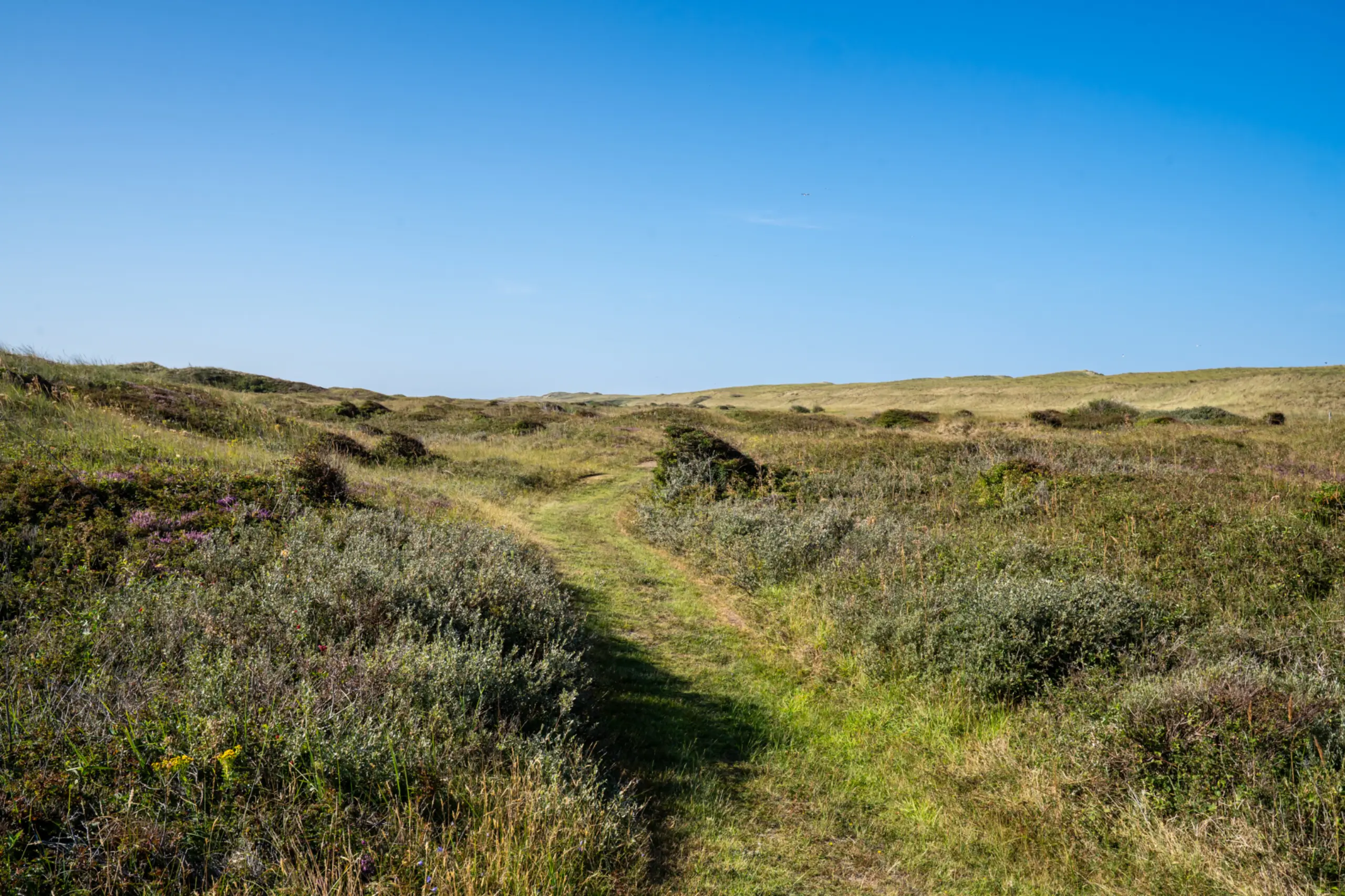 Westerduinen groene pad