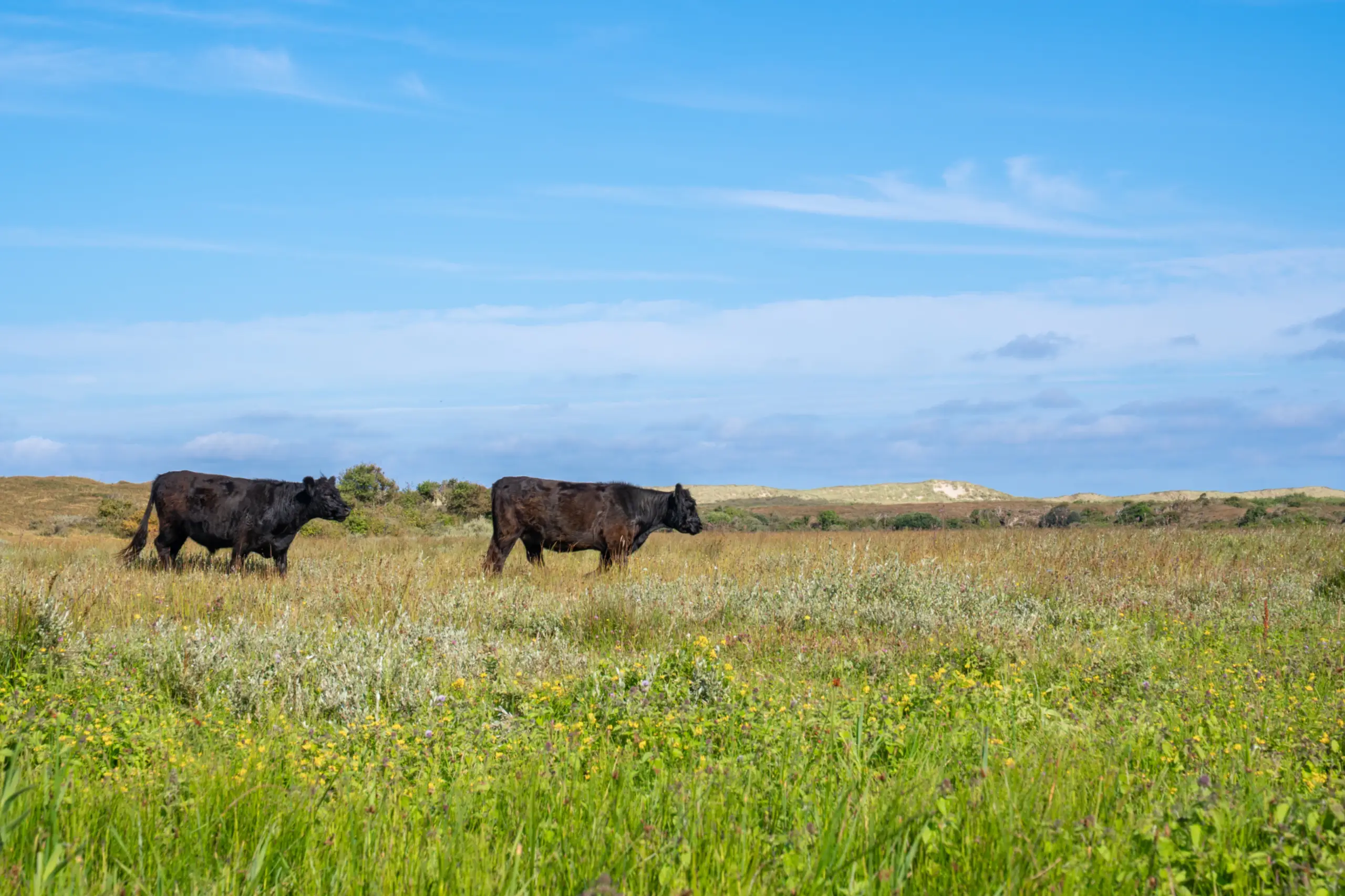 Galloways in De Muy