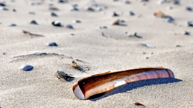 strand