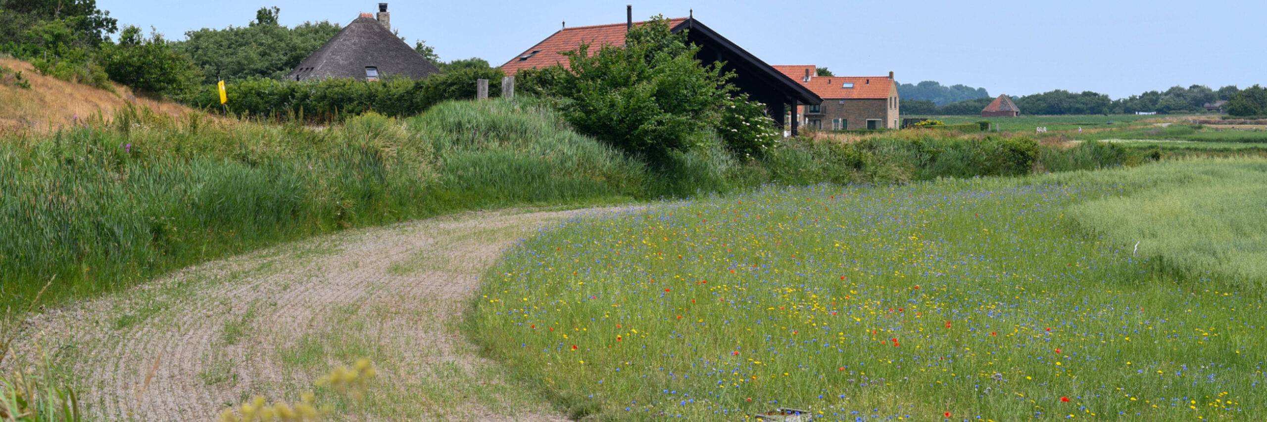 Een stukje bloemenweide