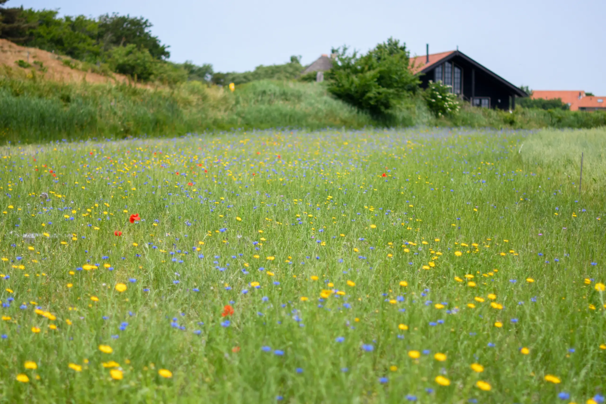 Stukje bloemenveld van Bloemrijk Texel