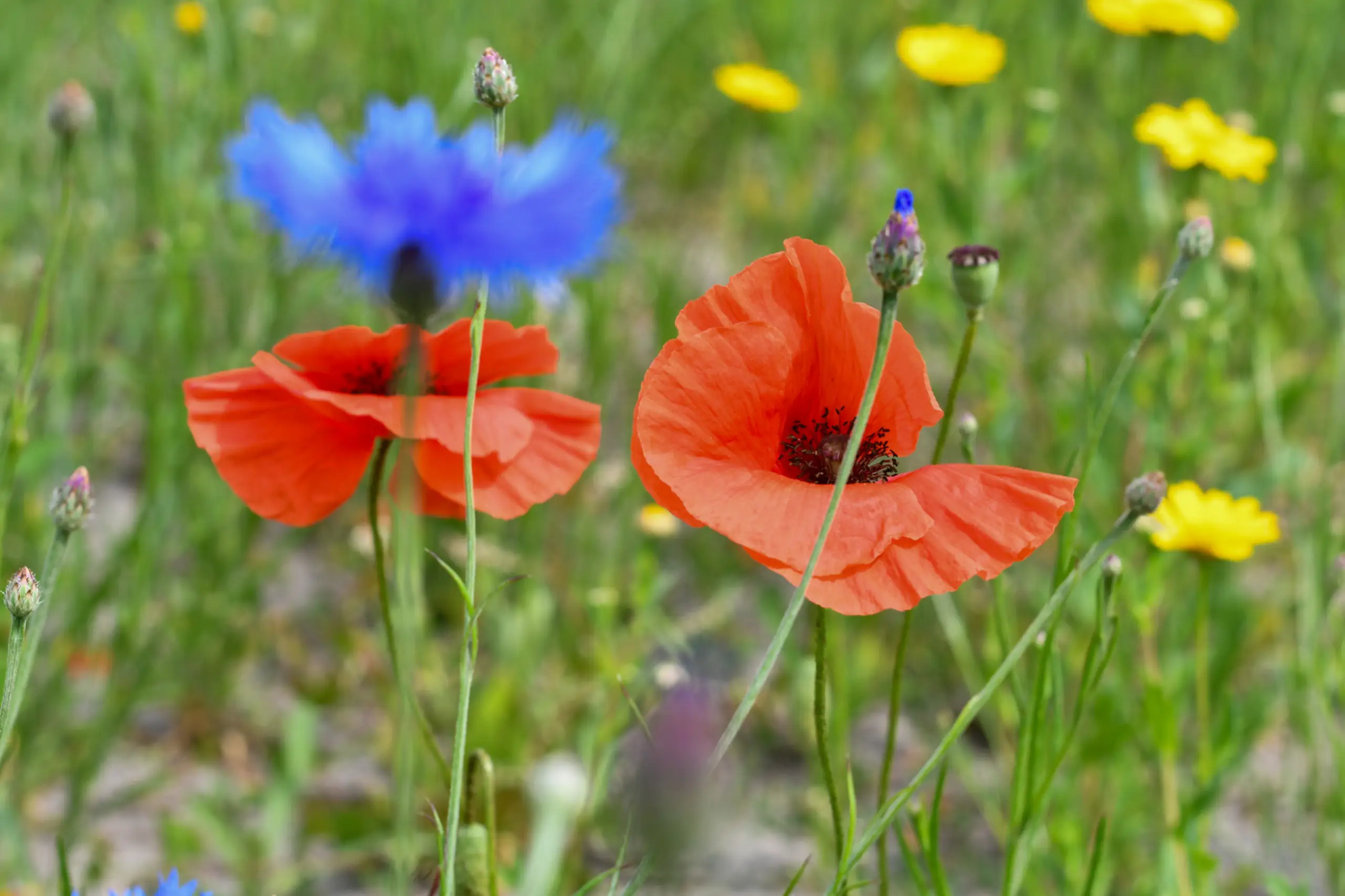 Klaproos en korenbloem