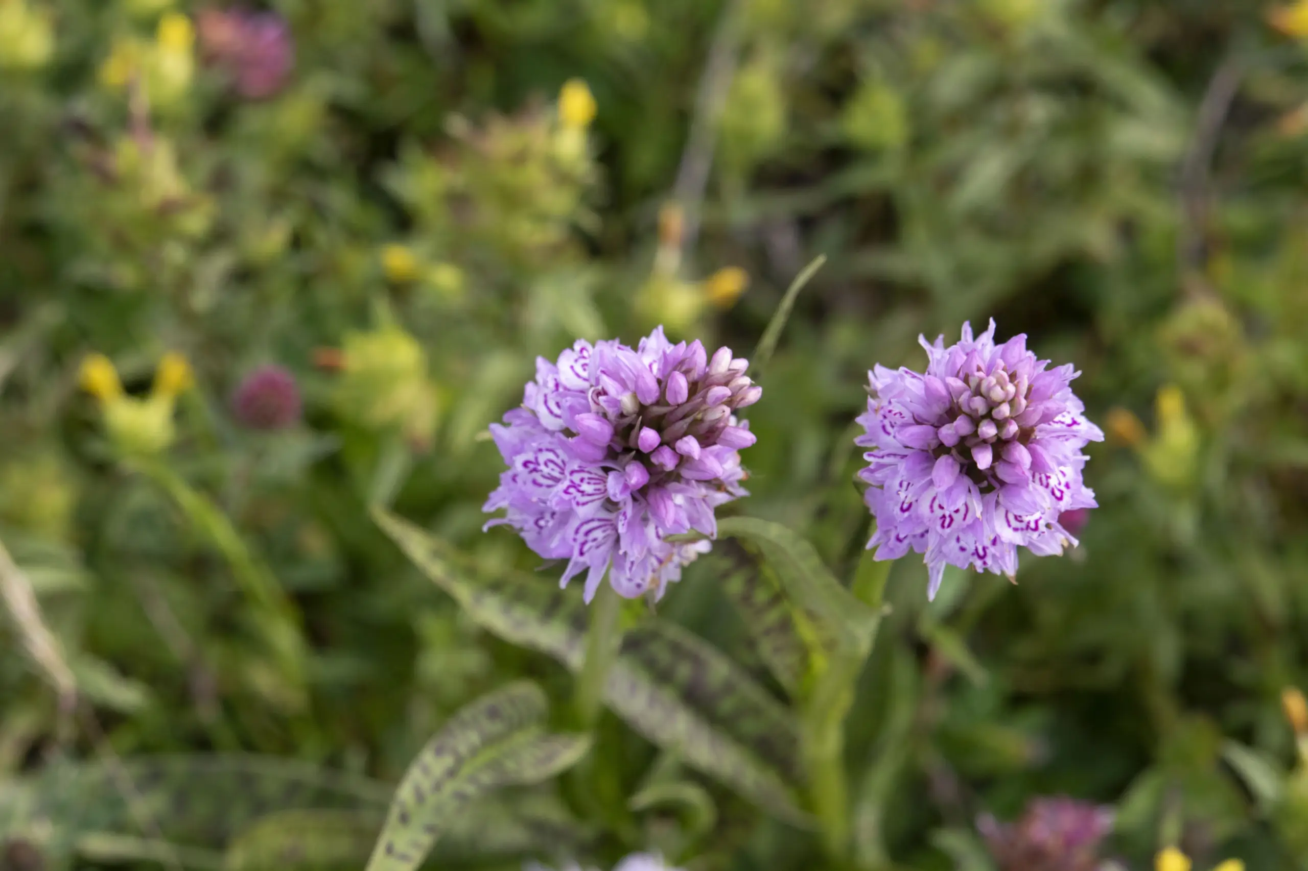 Orchideen in de Kreeftepolder