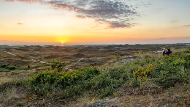 Stel in de duinen bij de zonsondergang
