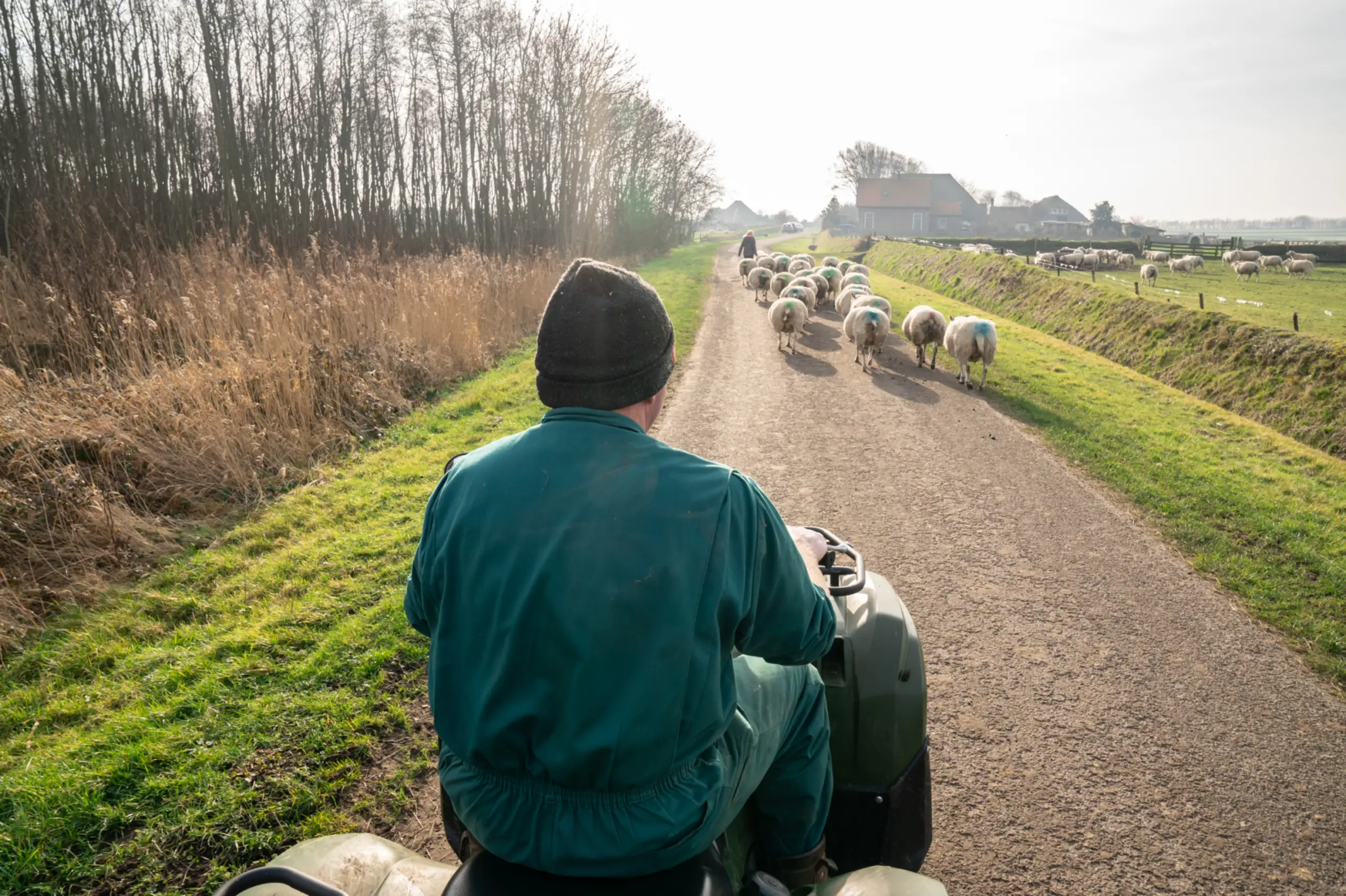 Schapenboer Jan-Willem met zijn schapen