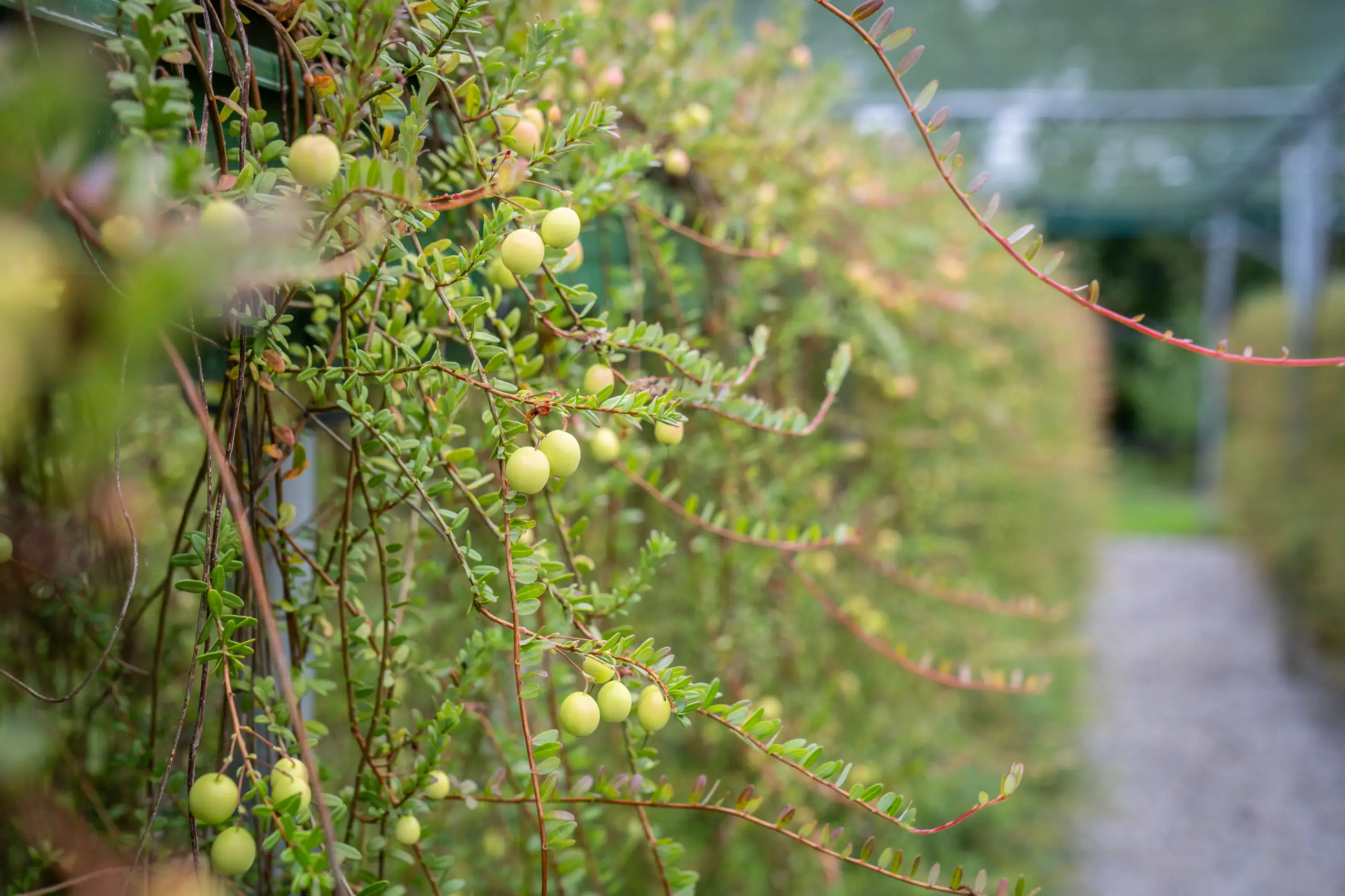 Cranberryteelt op het terrein van de Bonte Belevenis