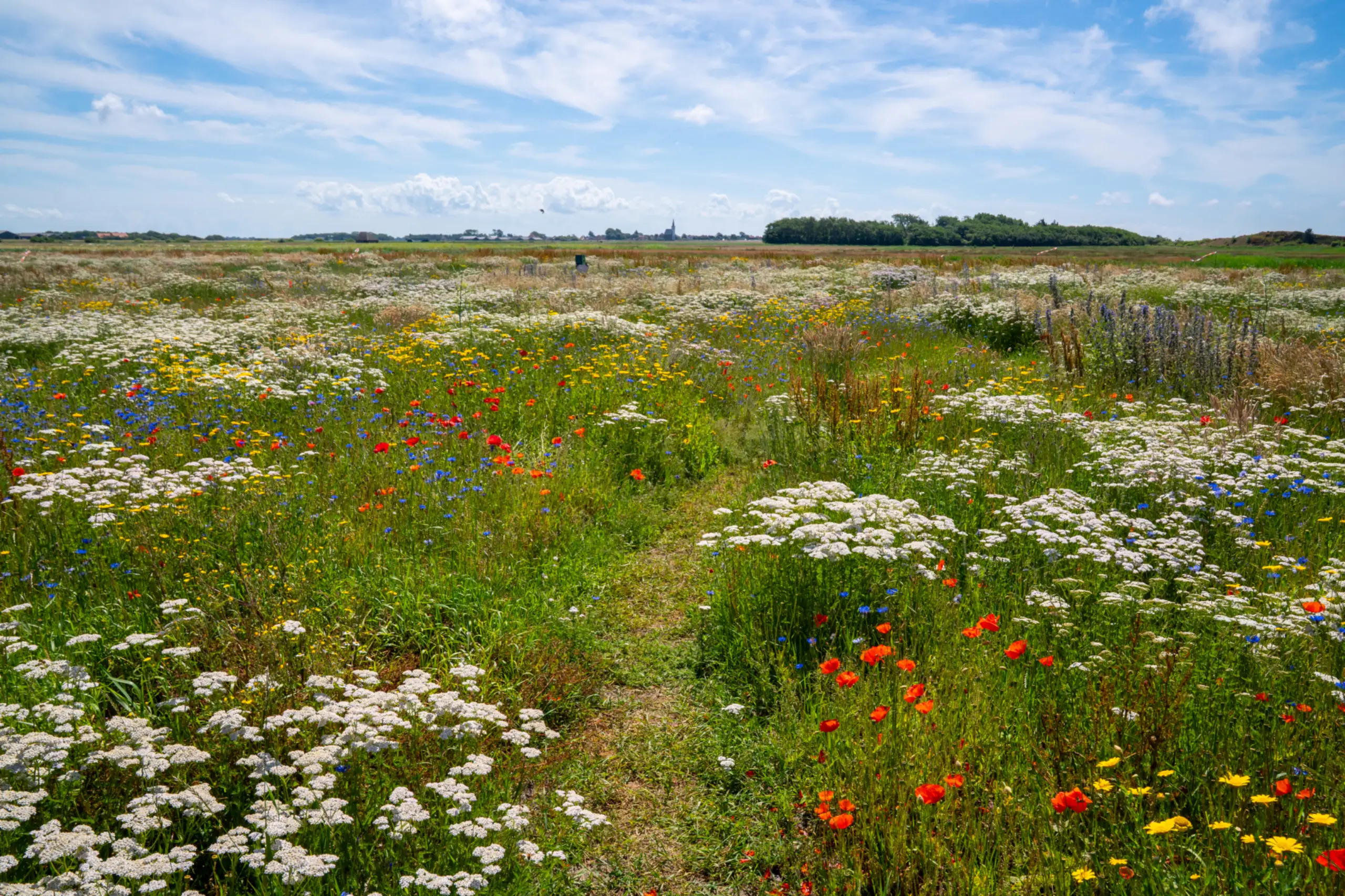 Bloemenveld Bloemrijk Texel juni 2026