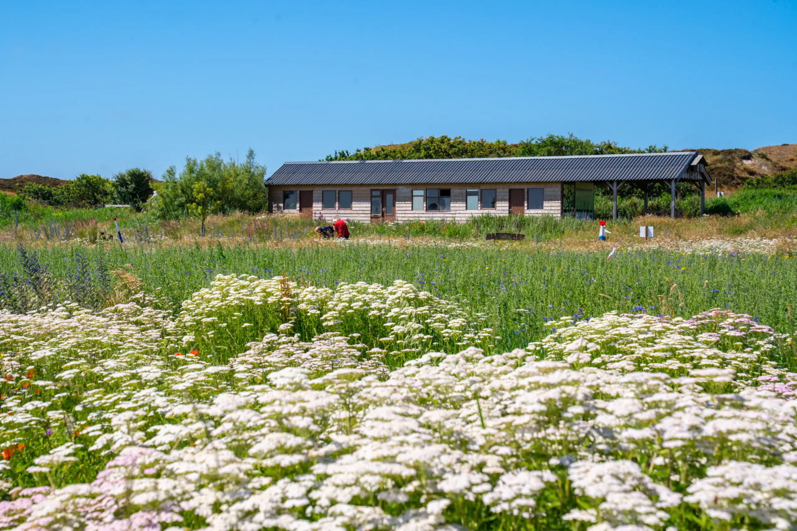 Bloemenveld Bloemrijk Texel juni
