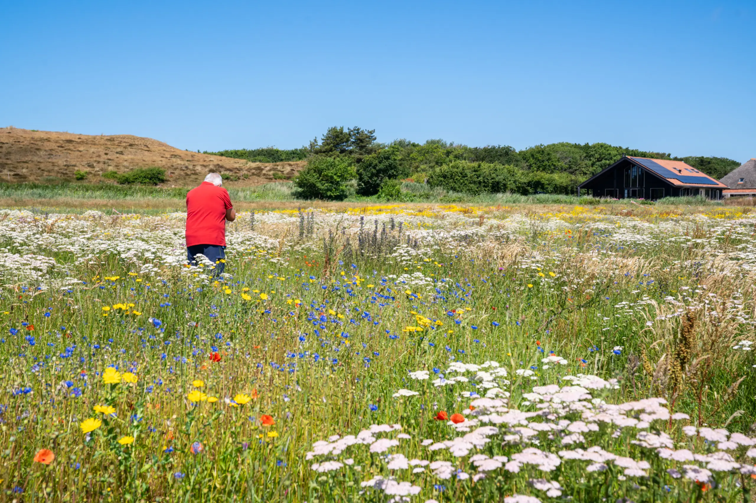 Bloemenveld Bloemrijk Texel juni 2026
