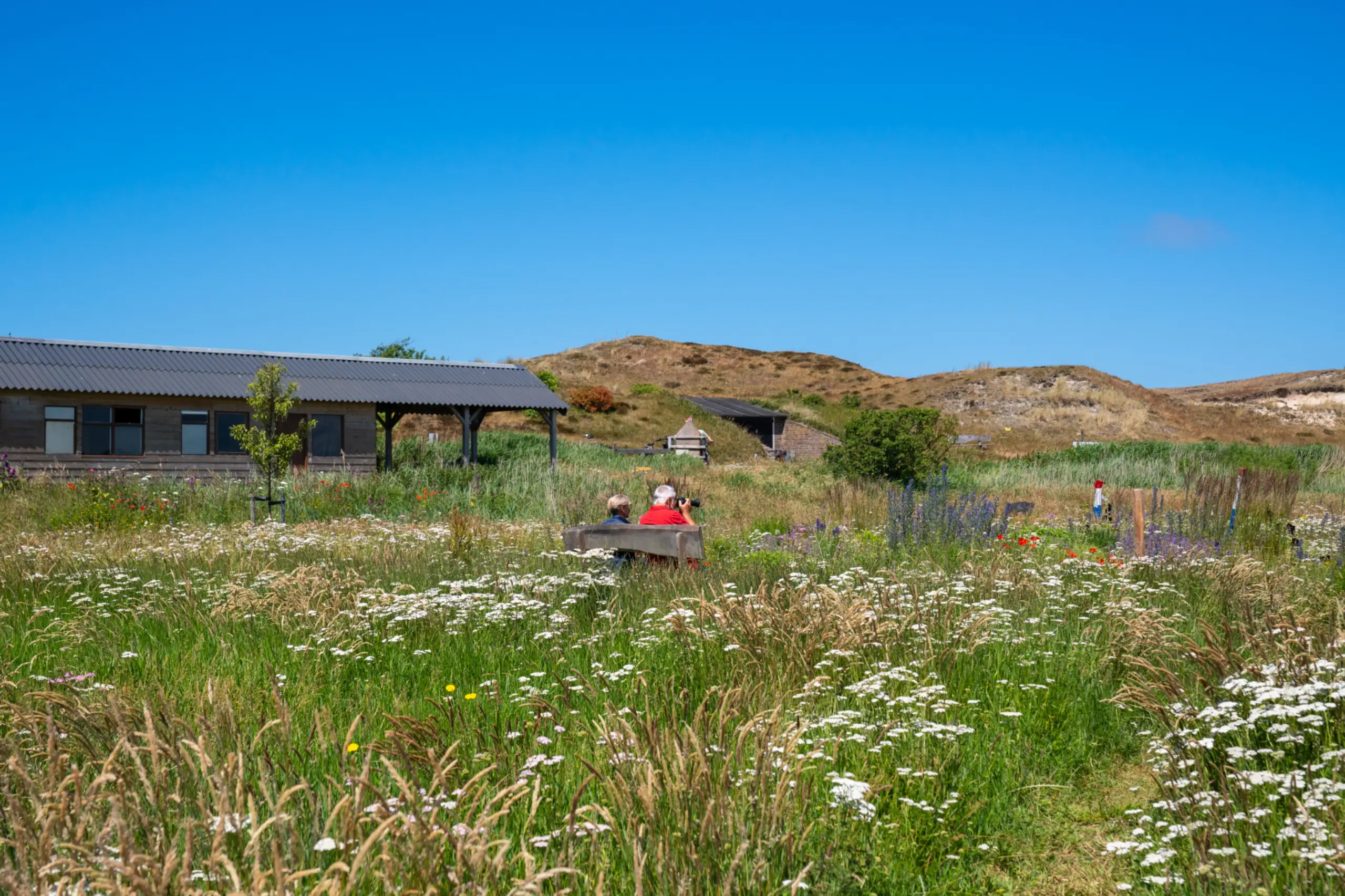 Bloemenveld Bloemrijk Texel juni 2026